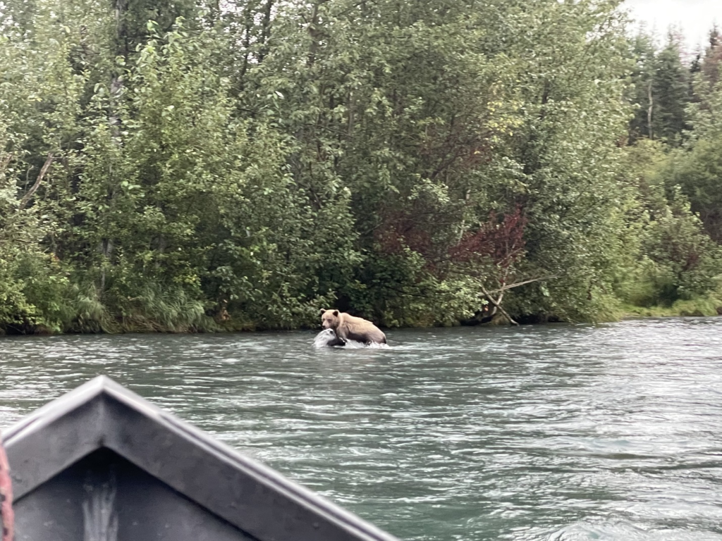 a bear spotted in the Kenai River