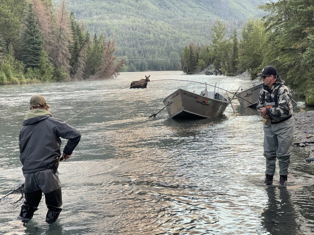 moose and drift boat on the Kenai River