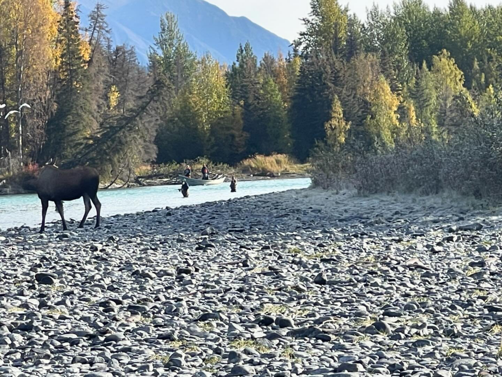 Moose near the river in Cooper Landing