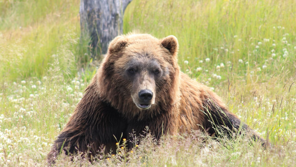 An Alaskan bear sitting contentedly in a sunlit field, surrounded by lush green grass.