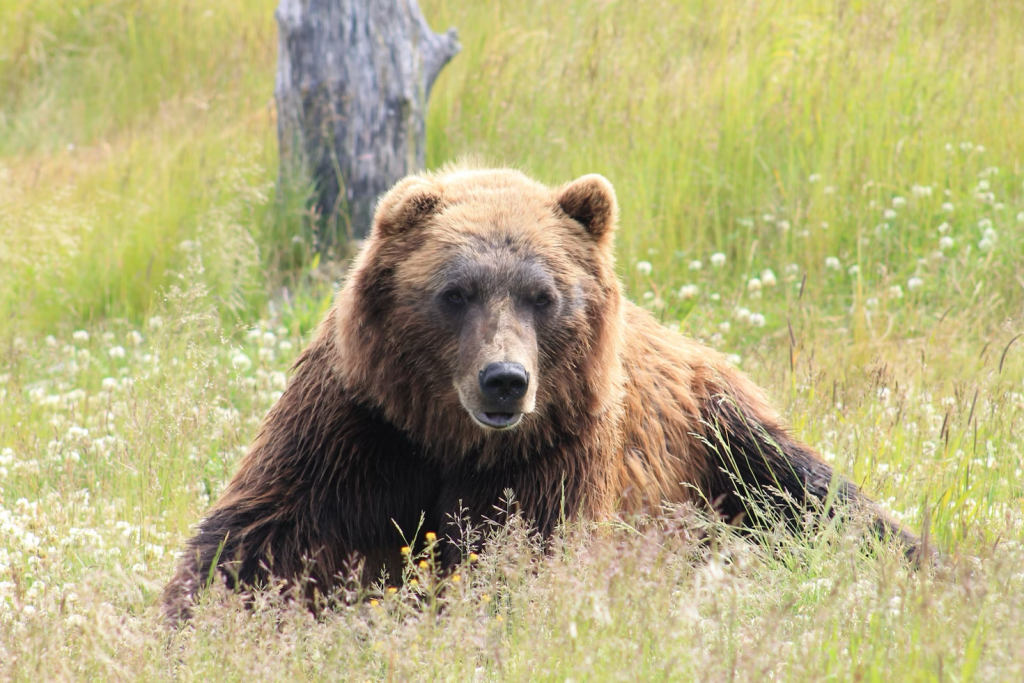 An Alaskan bear sitting contentedly in a sunlit field, surrounded by lush green grass.