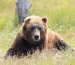 An Alaskan bear sitting contentedly in a sunlit field, surrounded by lush green grass.