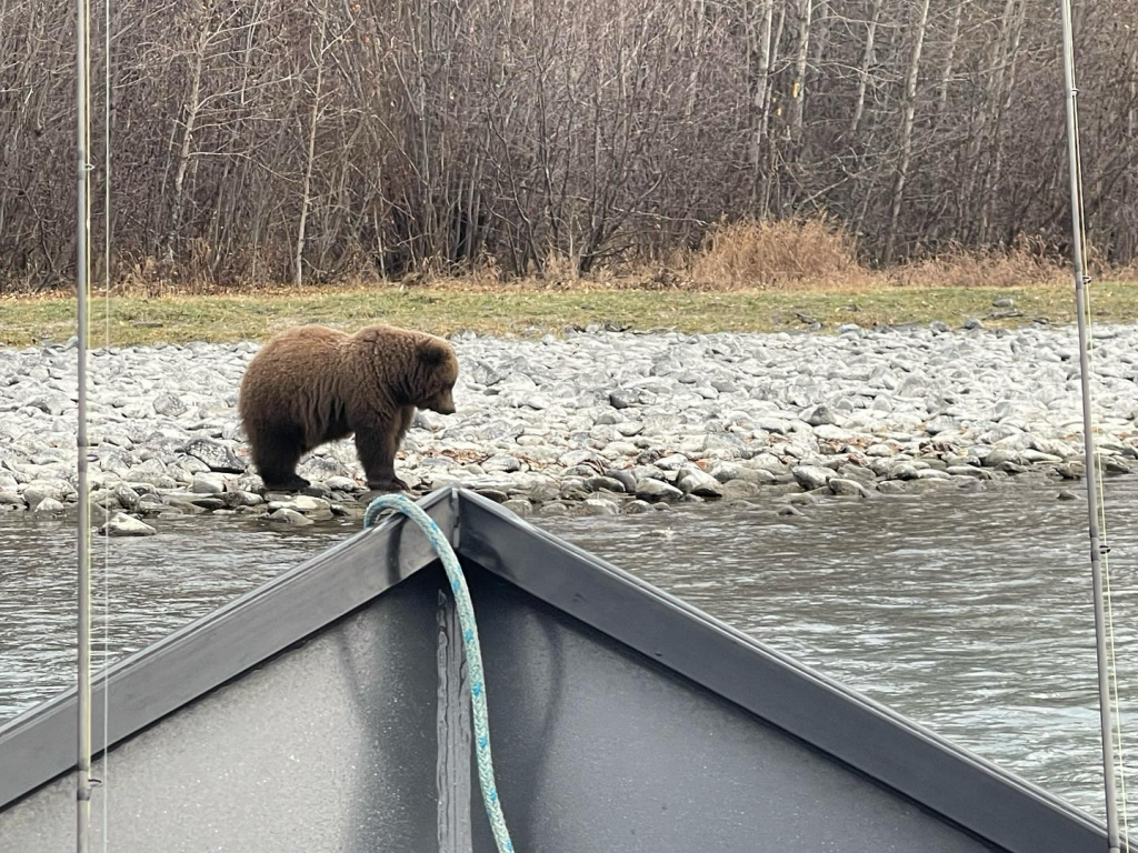 Alaskan bear seen from a drift boat on the Kenai River.