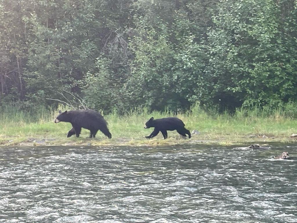 A pair of Alaskan bears trotting along the banks of the Kenai River.